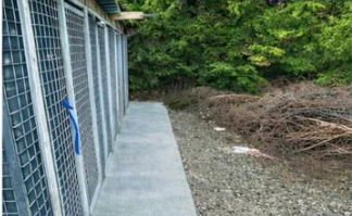 Same path after power washing, restored to clean concrete